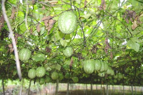 陕西小吊瓜今日价格表,市场行情一览