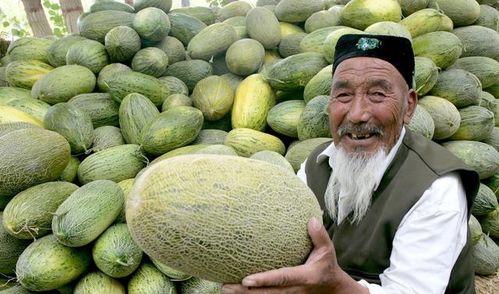 哈密瓜今日价最新,新鲜上市，品质之选