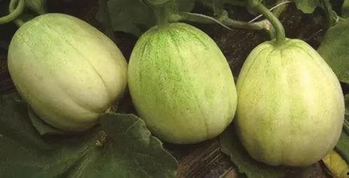 茄瓜今日收购价格查询,市场行情实时解读”