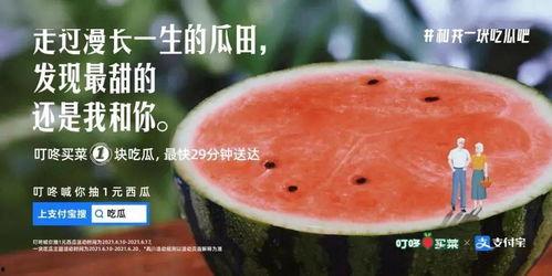 今日吃瓜 瓜田,瓜田里的新鲜趣事大盘点