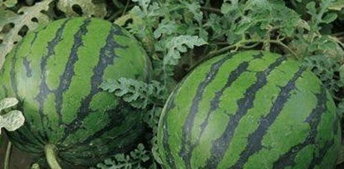 今日吃瓜 瓜田,瓜田里的新鲜趣事大盘点