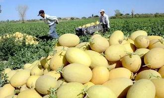 郑州万邦哈密瓜今日行情,价格波动与市场动态一览