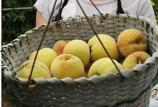 漯河吊瓜今日价格,市场行情实时解析