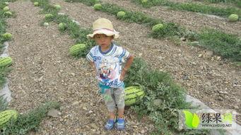 今日中卫瓜价格,今日行情一览