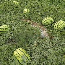 今日中卫瓜价格,今日行情一览