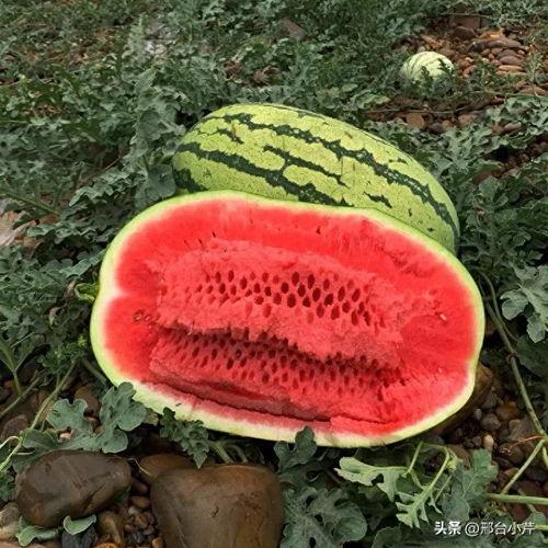 今日中卫瓜价格,今日行情一览