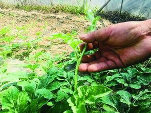 今日宁波的瓜,今日瓜事盘点