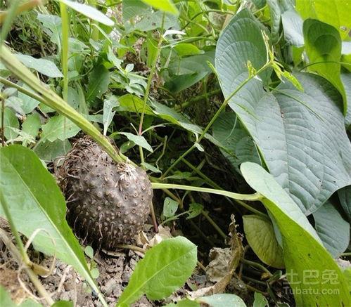 今日蛇瓜价格行情表图片,涨跌波动一览无遗
