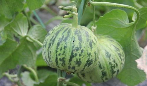 山瓜甜瓜今日价格,今日市场行情一览