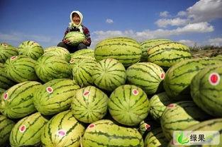 今日新发地硒砂瓜批发价