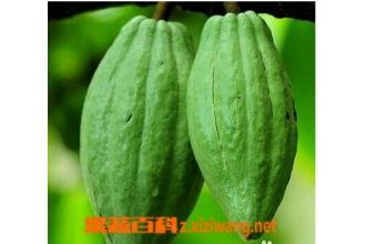 乳瓜今日价格,市场动态一览