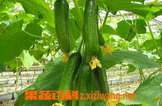 乳瓜今日价格,市场动态一览