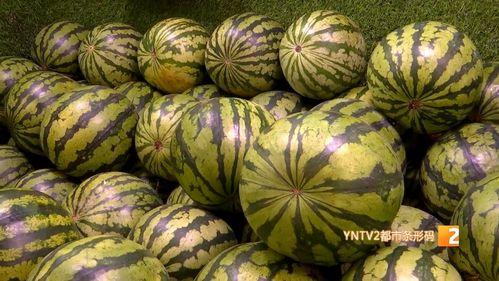 大同麒麟瓜今日价格,价格行情一览”