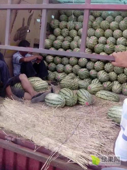 大同麒麟瓜今日价格,价格行情一览”