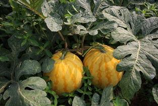 今日5个瓜,娱乐圈风云再起，揭秘幕后真相