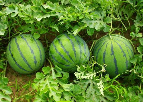 今日5个瓜,娱乐圈风云再起，揭秘幕后真相