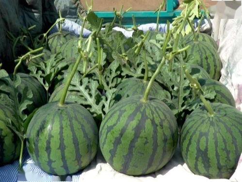 小吊瓜产地今日行情走势,今日走势分析及预测”