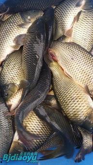 甘肃瓜州今日鱼价,新鲜鱼价一览