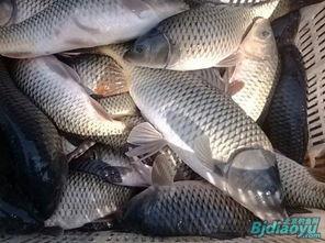 甘肃瓜州今日鱼价,新鲜鱼价一览