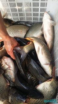 甘肃瓜州今日鱼价,新鲜鱼价一览