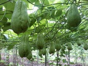 佛手瓜多少钱一斤市场价今日行情,价格波动，一斤多少钱？