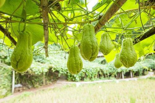 佛手瓜多少钱一斤市场价今日行情,价格波动，一斤多少钱？