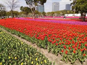 瓜渚湖郁金香今日,春日花海浪漫启幕