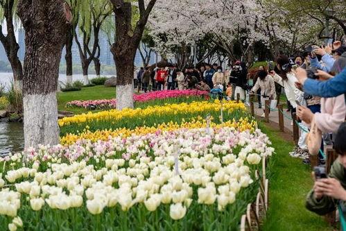 瓜渚湖郁金香今日,春日花海浪漫启幕